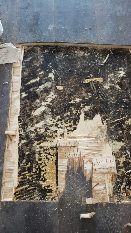 Crawl space mold removal in Martinez