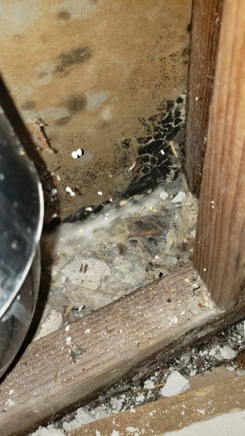 Mold inside a wall cavity